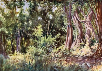 Jungle at Delanchoon by Robert George Talbot Kelly